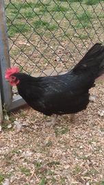 Gallina