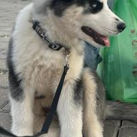 Cucciolo Siberian Husky