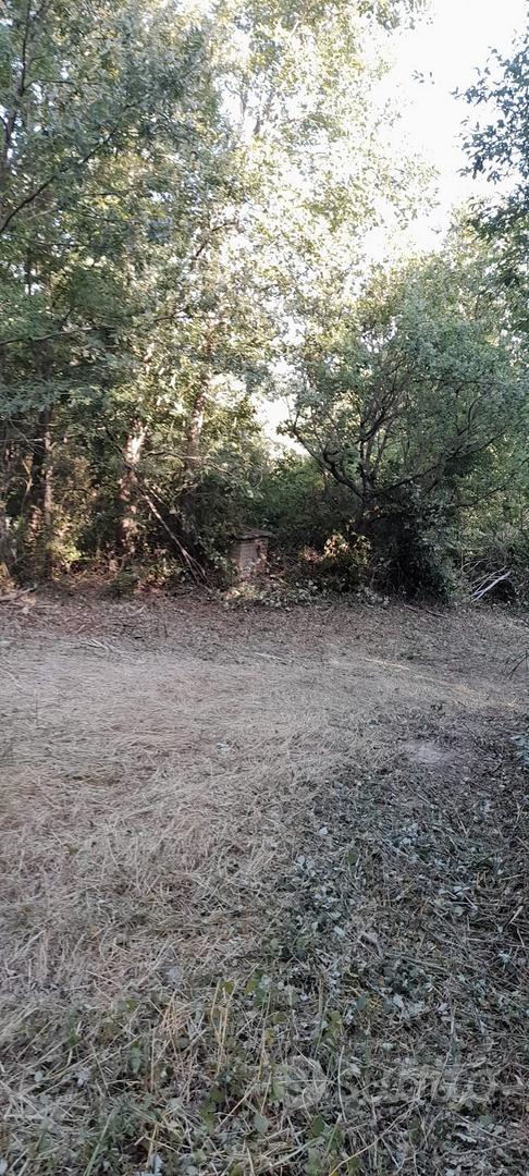 MASSERIA CON QUERCIA SECOLARE E POZZO ARTESIANO - Altro