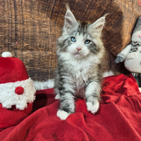 LEGGERE SOTTO Maine Coon TOP OCCHI BLU DOMINANTI