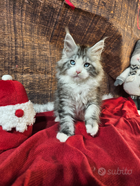 LEGGERE SOTTO Maine Coon TOP OCCHI BLU DOMINANTI