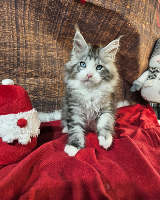 LEGGERE SOTTO Maine Coon TOP OCCHI BLU DOMINANTI