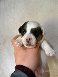 Jack Russell terrier