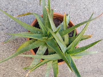 aloe vera 