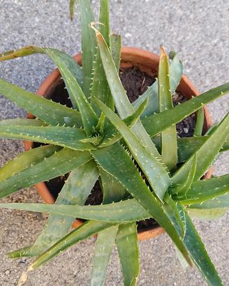 aloe vera 