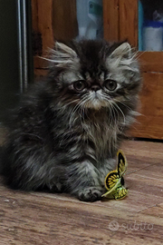 Gatti Persiani ed Exotic