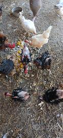 galline ornamentali