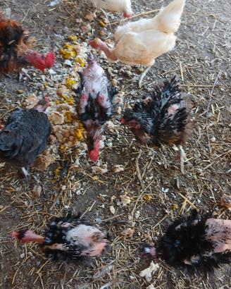 galline ornamentali