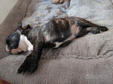 Bouldogue francese con pedigree enci