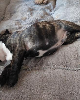 Bouldogue francese con pedigree enci