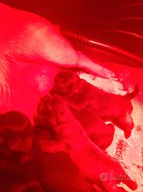 Cuccioli di carlino con Pedigree