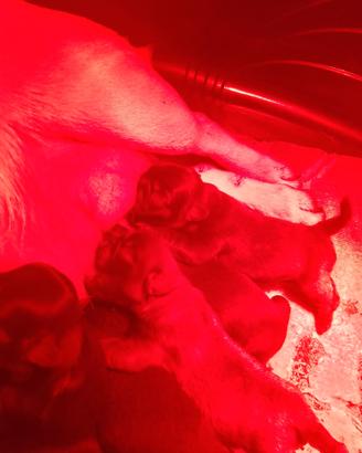 Cuccioli di carlino con Pedigree