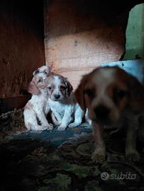 Cuccioli breton spaniel
