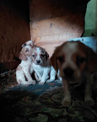 Cuccioli breton spaniel