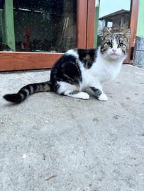 Incrocio maine coon e norvegese