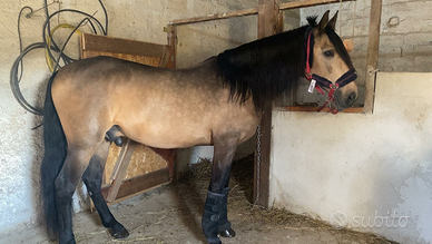 Cavallo portoghese intero