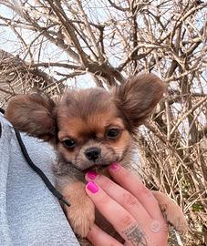 Cucciolo di chihuahua