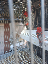 Cardinalini del venezuela