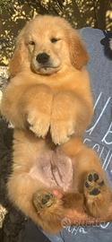 Golden Retriever Americano