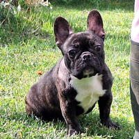 Femmina bulldog francese bringe