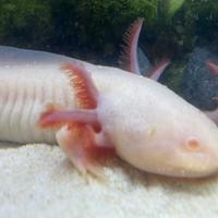 Axolotl