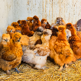 Galline moroseta varie colorazioni