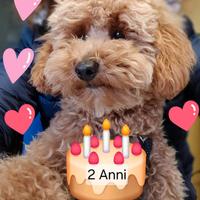 Barboncino nano per accoppiamento