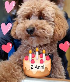 Barboncino nano per accoppiamento