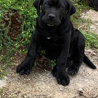 Cane Corso