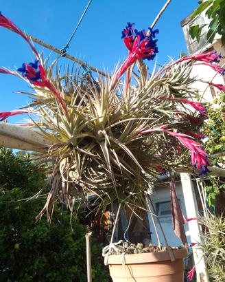 tillandsia 