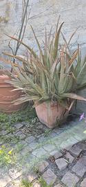 Aloe Vera di 6 Anni 