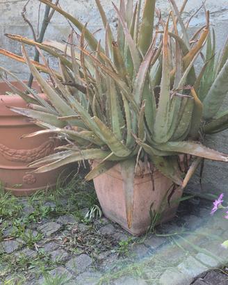 Aloe Vera di 6 Anni 