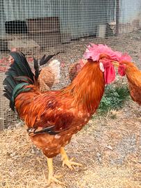 Splendido Gallo Nostrano Adulto