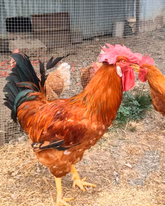 Splendido Gallo Nostrano Adulto