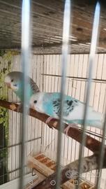 Cocorite