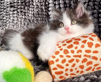 Dolce gattino persiano normotipico maschio