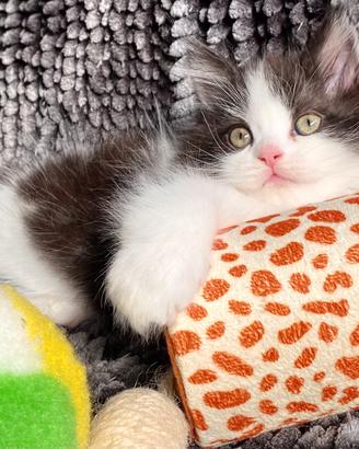 Dolce gattino persiano normotipico maschio