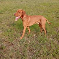 Maschio vizla per monta