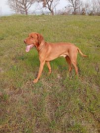 Maschio vizla per monta