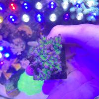 Talea Acropora Tortuosa "Myagy Tort" (WYSIWYG)