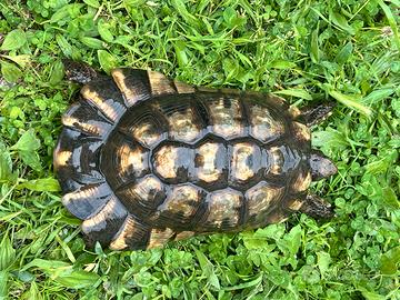 Tartaruga teatudo marginata maschio