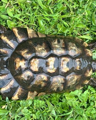 Tartaruga teatudo marginata maschio