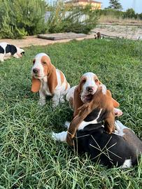 Cuccioli basset hound 650 pronti per Consegna
