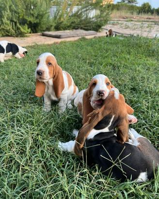 Cuccioli basset hound 650 pronti per Consegna