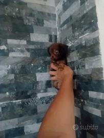 Cucciolo Maltipoo mini toy da borsetta
