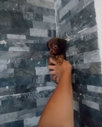 Cucciolo Maltipoo mini toy da borsetta