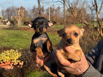 Cuccioli di pincher