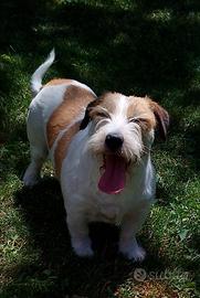 Jack Russell 