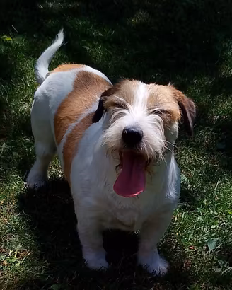Jack Russell 