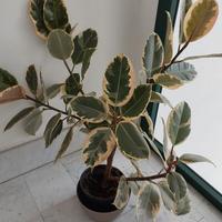 Pianta Ficus
